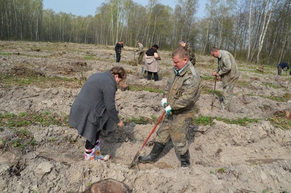 Як на Волині садять ліс. ФОТО